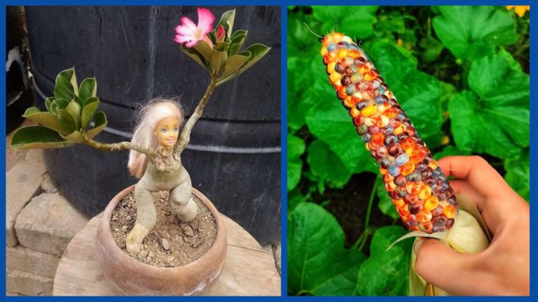 Природа тоже умеет шутить: 15 находок из частных садов которые вызывают массу вопросов