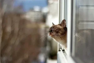 LMT, Tele2 и Bite Latvija обеспечат бесплатные звонки и SMS в пострадавших странах Ближнего Востока