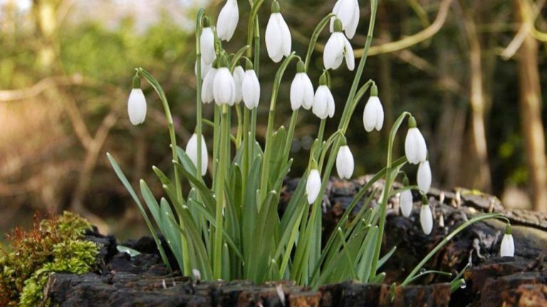 Сегодня солнечно. В Латвии началась метеорологическая весна