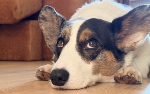 Защита от мошенников: с 1 октября анонимные SIM-карты - под запретом