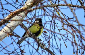 На Кипсале, в Иманте и других районах Риги вводятся новые ограничения скорости до 30 км/ч