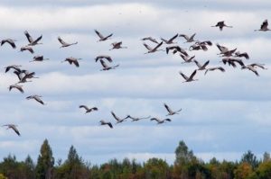 PTAC советует жителям экономить на продуктах с помощью сервисов сравнения цен