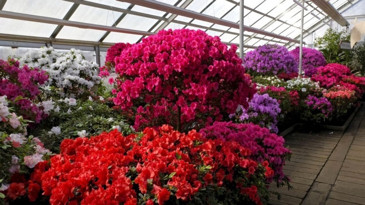 В Ботаническом саду Риги зацвели азалии: одновременно 140 сортов