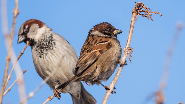 Весна уже радует: синоптики рассказали, какой будет погода в Латвии в воскресенье