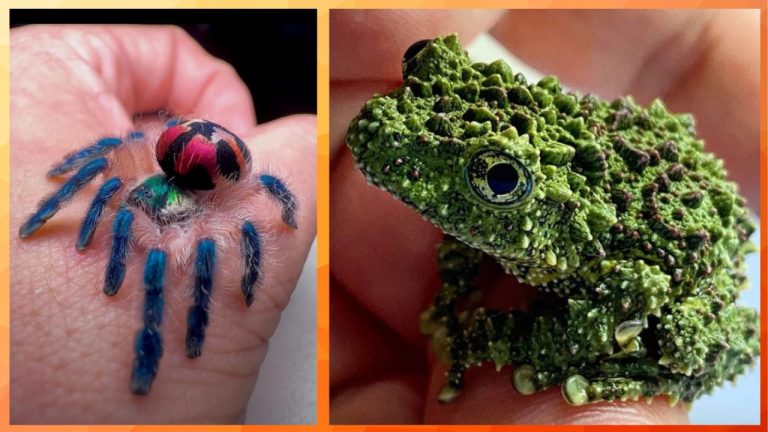 Редкие обитатели планеты, способные полностью перевернуть привычное восприятие реальности