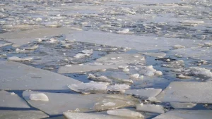 В Ботаническом саду Риги зацвели азалии: одновременно 140 сортов