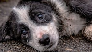 Церемония прощания с мэтром латвийского кино Янисом Стрейчем состоится 22 марта