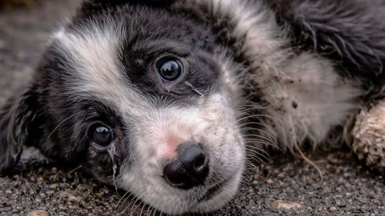 Хозяйка привязала собаку к дереву и ушла на 4 часа: в Лиепае возбудили дело о жестоком обращении с животным