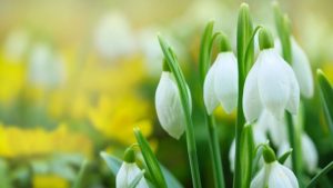 Весна начинает радовать: в понедельник в Латвии будет солнечно и до +13°C