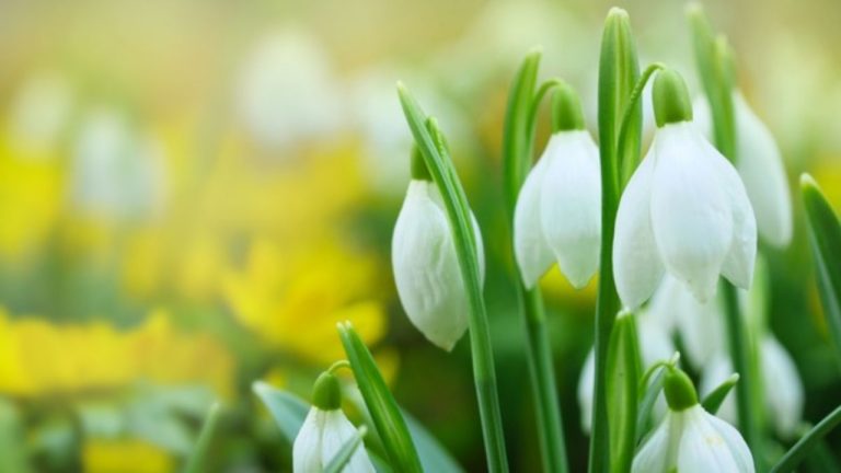 Весна набирает обороты: в Латвии побит температурный рекорд 9 марта. А что завтра?