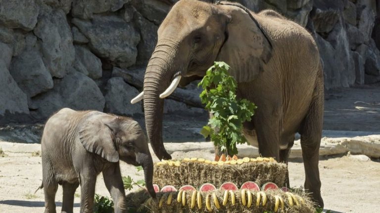 Вернутся ли слоны в Рижский зоопарк