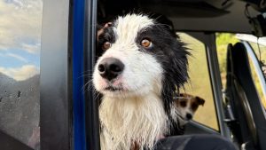 В США умерла легендарная собака-сёрфер по кличке Шугар