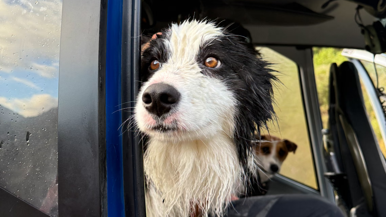 В Новой Зеландии спасли собаку, неделю ждавшую хозяйку у водопада