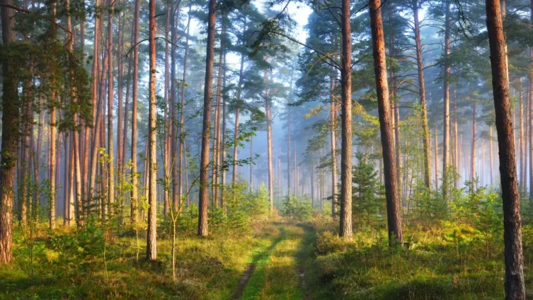 В лесах Латвии начинается пожароопасный период