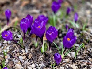 На трёх железнодорожных линиях Латвии с 11 апреля вводятся изменения в движении поездов
