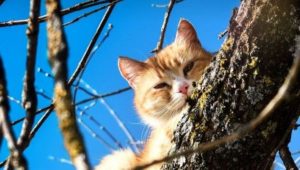 Мелания Трамп: «Я не жертва Эпштейна, и он не знакомил меня с мужем»