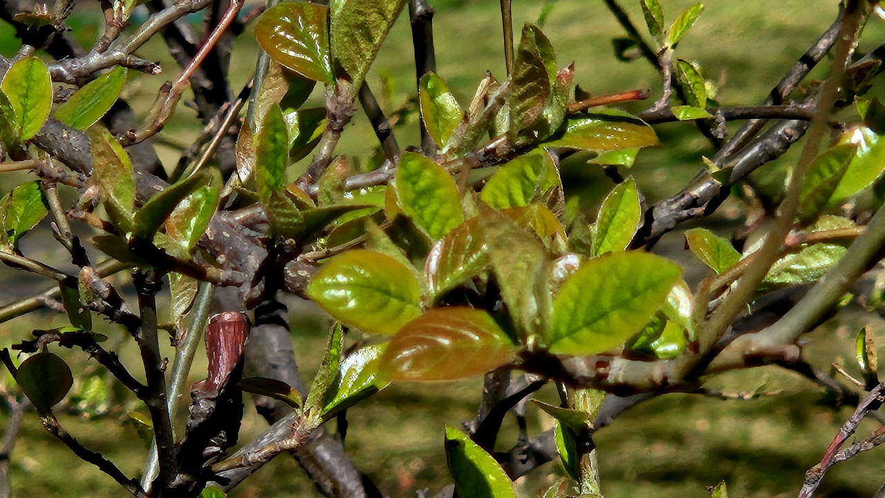 Погода в Латвии на понедельник: до +14, без осадков и прохладная ночь с заморозками
