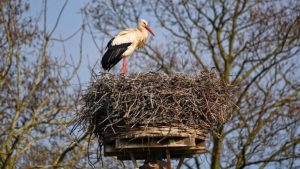 В Латвии почти 1600 родителей лишились прав на детей: тревожная статистика 2025 года