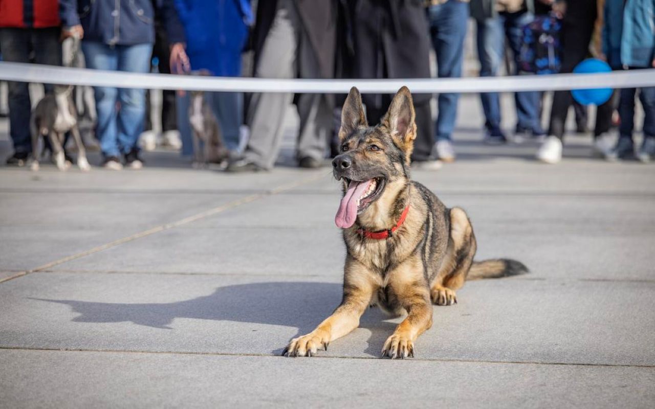 В Эстонии служебная собака Стеффи спасла потерявшуюся в лесу женщину
