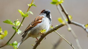 На маршруте Рига–Вентспилс появятся новые автобусные рейсы: кто заменит Ecolines