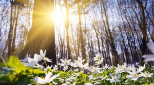 С 15 апреля в городах Латвии запрещено рубить деревья из-за гнездования птиц