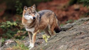 Умер инвестор Марк Мобиус - один из самых известных экспертов по развивающимся рынкам