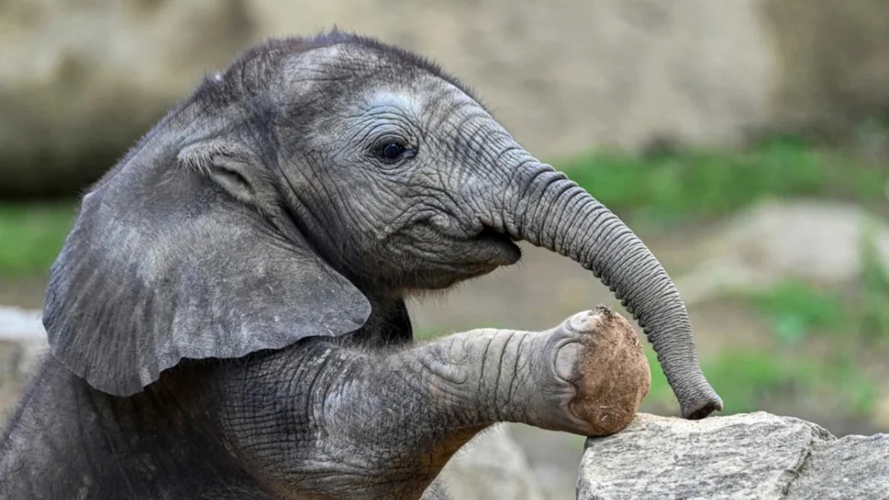 Брошенный матерью слоненок стал звездой интернета вслед за макакой Панчем