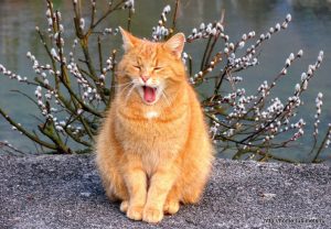 В Риге пройдёт весенняя ярмарка в Верманском парке: более 60 мастеров и дизайнеров со всей Латвии