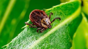 Школьный рюкзак спас жизнь 12-летнему мальчику во время столкновения с поездом в Риге