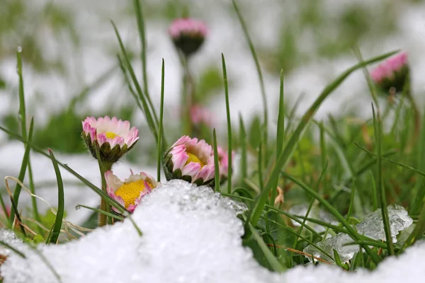 Арктическое вторжение в Латвию принесет ночные морозы и мокрый снег уже на этой неделе