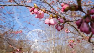 Клещей этим летом станет больше, чем обычно: снежная зима усилила риск