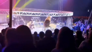 В Австрии обнаружено детское питание HiPP с крысиным ядом: расследуется возможная диверсия