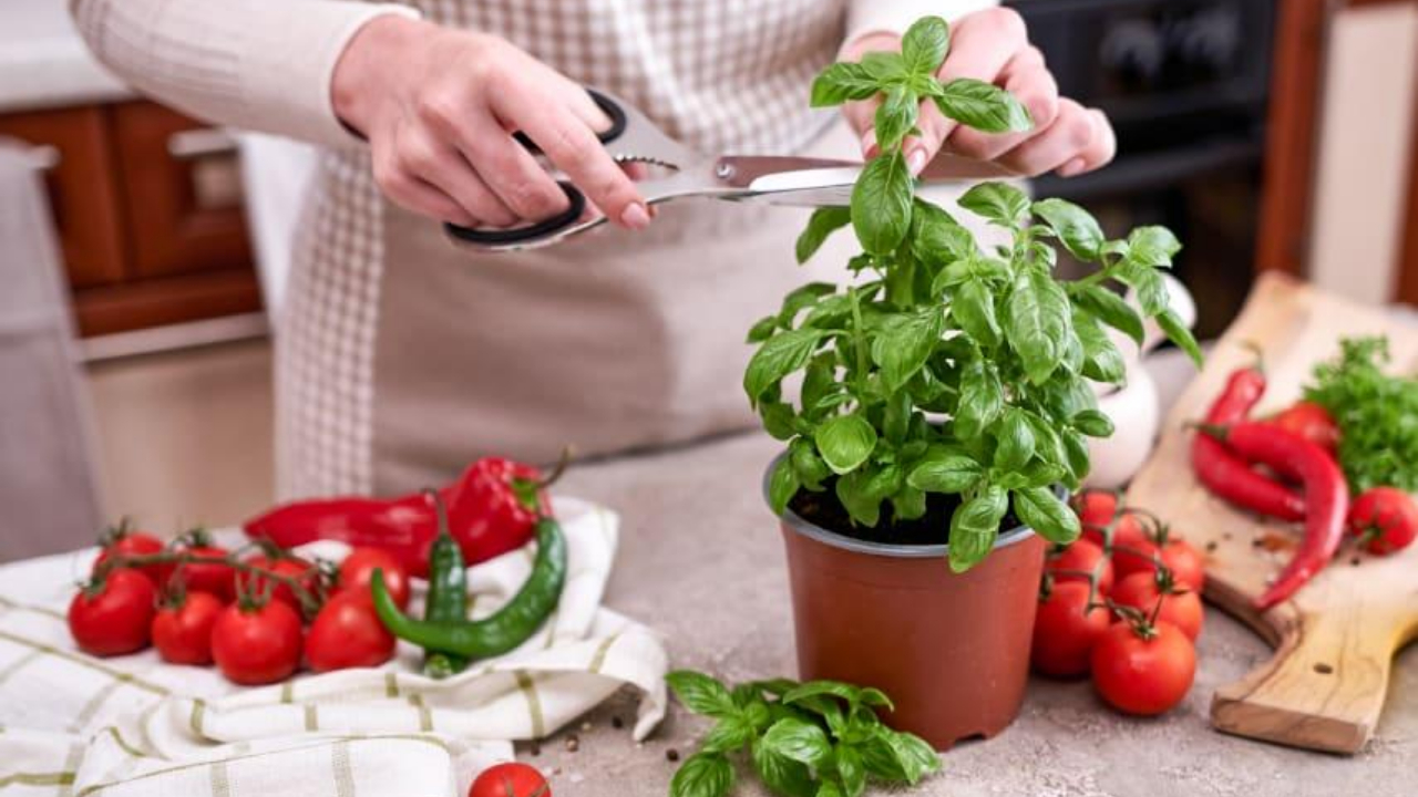 Базилик в апреле: как, по народным поверьям, привлечь деньги и любовь в дом