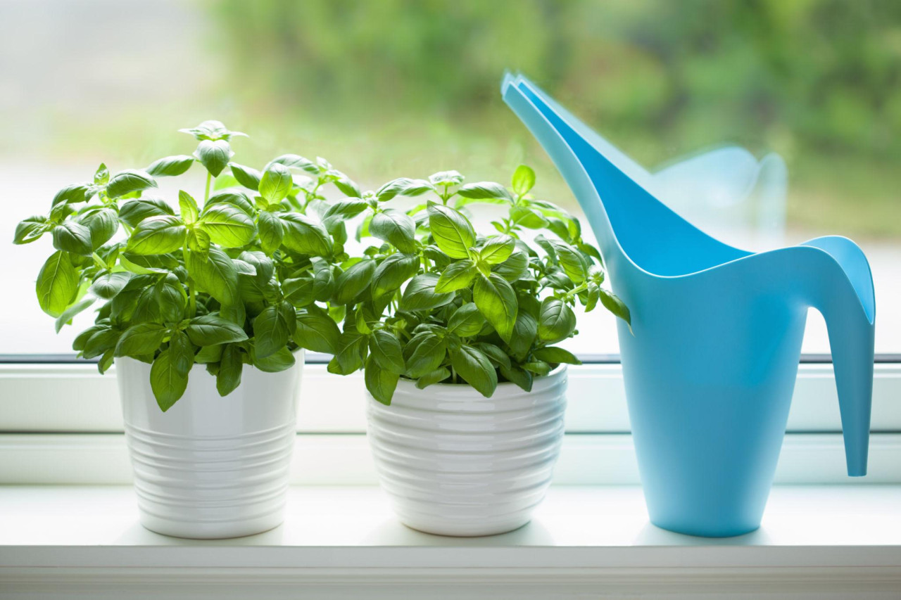 Свежий базилик в горшке на кухне - символ привлечения денег, любви и благополучия по народным приметам