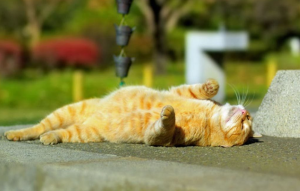 Арт-обстрел на Стабу: в центре Риги белый BMW расписали нецензурной бранью