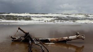 32 электропоезда в Латвии получат «лесные» имена