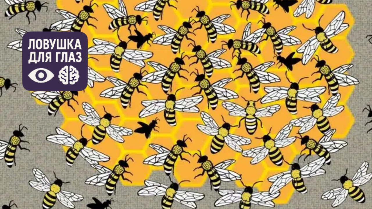 🐝 Ловушка для глаз: найдите пчелиную матку за 5 секунд. Задача, на которой спотыкается большинство