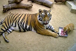 «Пандовая дипломатия»: Пинпин и Фушуан едут из Китая в США накануне встречи Трампа и Си Цзиньпина