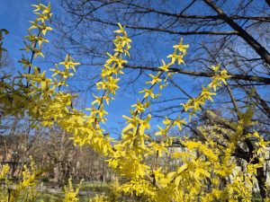 Латвия завтра выходит на Большую толоку ради спасения лесов от мусора