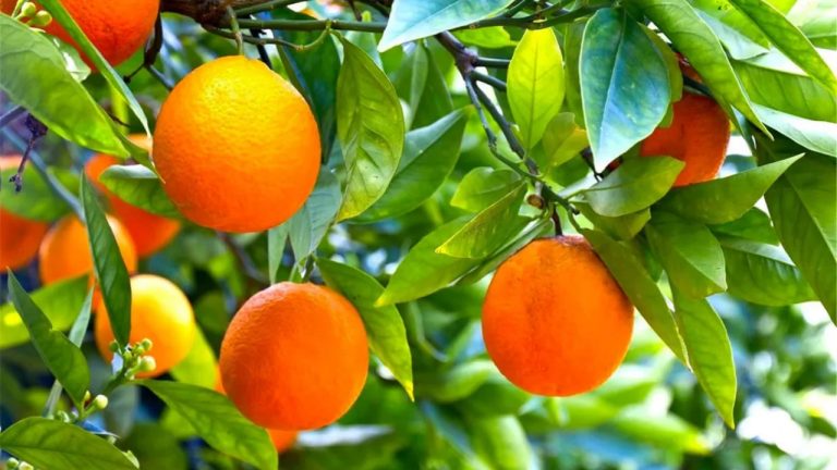 Миру грозит дефицит апельсинов