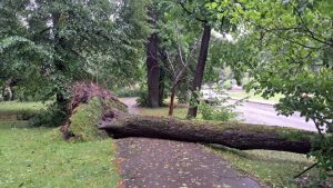 Последствия сильного ветра в Латвии: поваленные деревья, оборванные линии электропередачи и работа аварийных служб