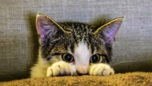 В ночном клубе The Sinners на ул. Грециниеку в Старой Риге произошел пожар