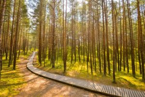 Буря в Латвии: 9000 домов без света, десятки вызовов спасателей