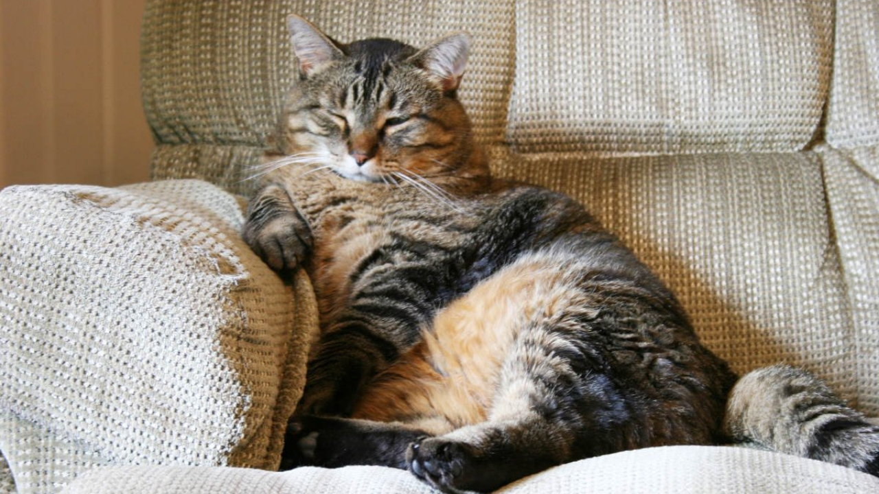 В ЕС вводят обязательное чипирование кошек и собак: что ждёт владельцев