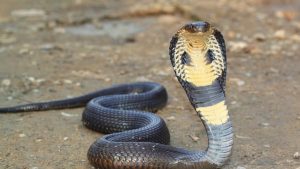 Иран готовится официально взимать плату за проход судов через Ормузский пролив