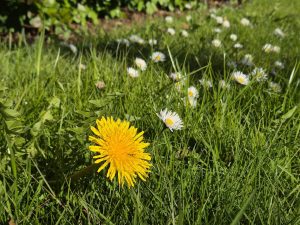 Большая толока: в Риге было собрано более 60 тонн мусора