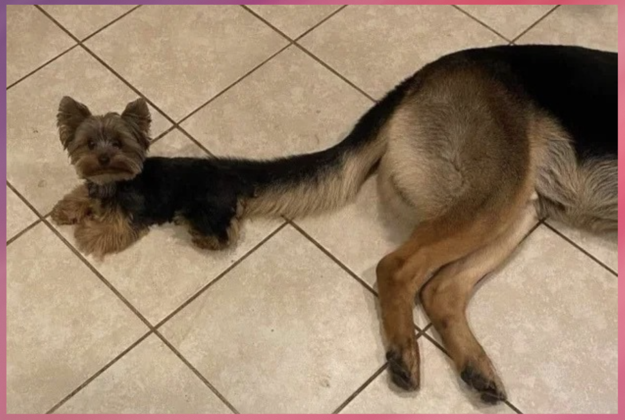 На лицо хрустящие, нежные внутри: рецепт идеальных творожных пончиков