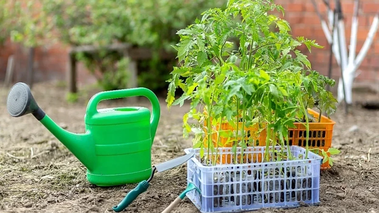 🍅 Ошибка, которую допускают многие: что нельзя сажать рядом с помидорами