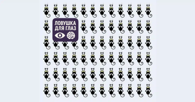 Ловушка для глаз: какая кошка отличается от других? У вас 5 секунд!