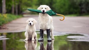 Рижский зоопарк побил исторический рекорд посещаемости благодаря дешевым билетам